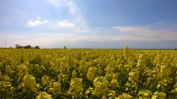 Las Flores Colza Balancean Viento Bajo Cielo Despejado — Vídeo de stock