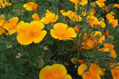 Güzel sarı çiçekler doku. Sarı çiçek arka plan