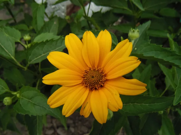 Sfondo Fiore Giallo Bellissimi Sfondi Natura — Foto Stock