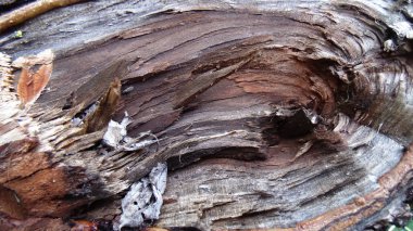 Eski çatlak ağaç arka plan. Ahşap doku