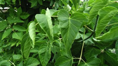 Güzel orman manzara. Doku doğa. Güzel yaprak arka plan