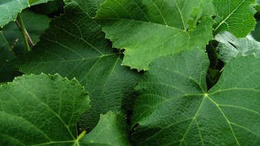 Üzüm yaprak yeşil arka plan. Güzel doğa manzara. Yaprakları doku