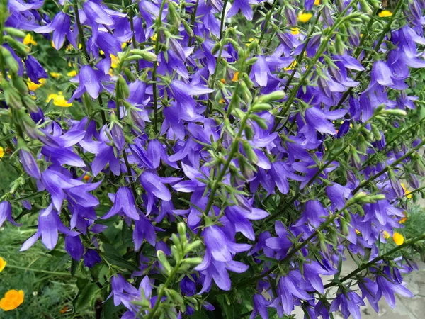 Fond Fleur Bleue Texture Des Plantes — Photo