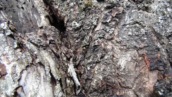 Vieux Fond Arbre Crack Texture Bois — Photo