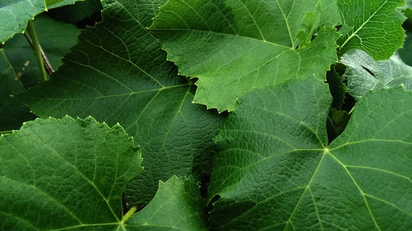 Üzüm yaprak yeşil arka plan. Güzel doğa manzara. Yaprakları doku