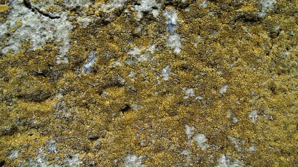 Soyut Sarı Duvar Arka Plan Sarı Moss Üzerinde Betonun Betonarme — Stok fotoğraf