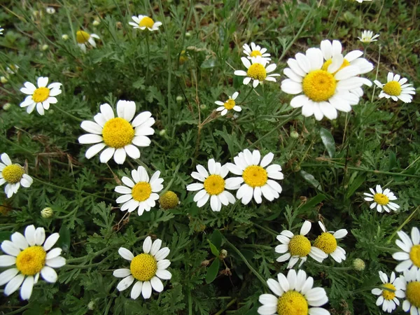 Güzel Papatya Arka Plan Çiçekler Manzara Çiçek Alan Doku — Stok fotoğraf