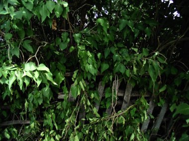 Yeşil bush arka plan. Doğa manzara