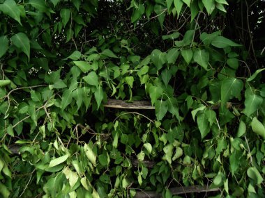 Yeşil bush arka plan. Doğa manzara