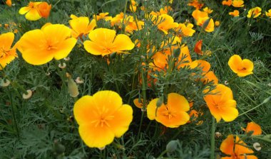 Turuncu çiçekler çok güzel arka plan. Doku doğa. Bitkiler duvar kağıdı