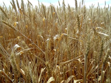 Buğday alan. Doğa arka plan. Sarı flora doku