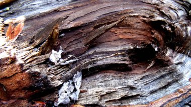 Eski çatlak ağaç arka plan. Ahşap doku