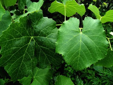 Soyut güzel üzüm yaprakları arka plan