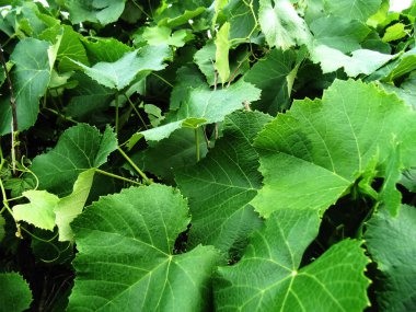 Soyut güzel üzüm yaprakları arka plan