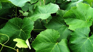 Soyut güzel üzüm yaprakları arka plan
