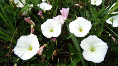 Güzel beyaz alan çiçek