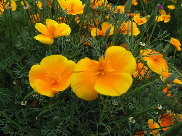 Schöne Orangefarbene Blumen Hintergrund Natur Textur Pflanzen Tapete — Stockfoto