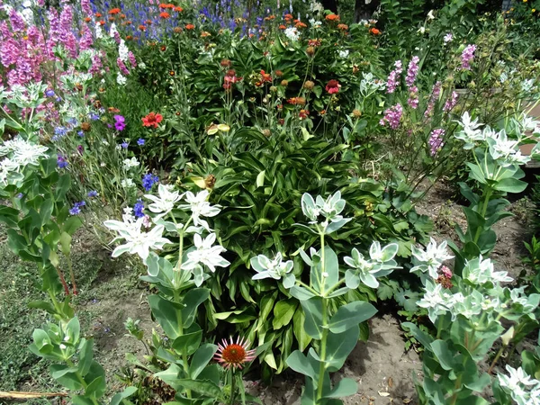 Beau Fond Plantes Paysage Fleuri Coloré — Photo