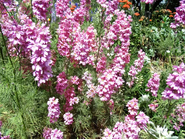 Beau Fond Fleur Coloré Champ Fleurs Art — Photo