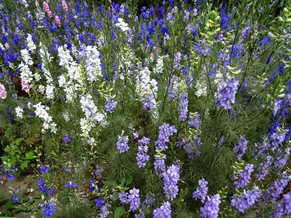 色とりどりの花のフィールドの背景 自然テクスチャ — ストック写真