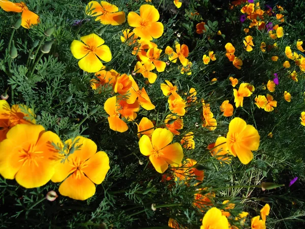Beau Fond Fleur Orange Texture Fleurs — Photo