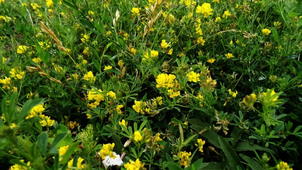 野の花 自然のテクスチャです 緑の風景 — ストック写真