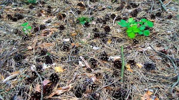 Fond Forêt Pins Paysage Naturel — Photo