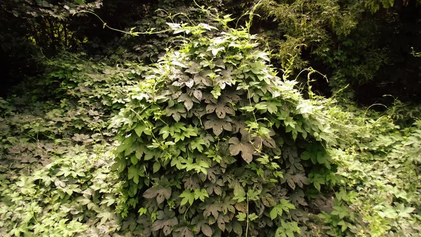 Текстура Зеленого Листя Лісовий Фон — стокове фото