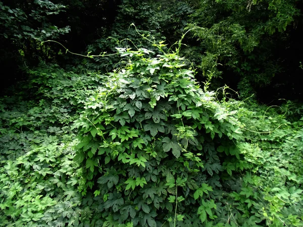Текстура Зеленого Листя Лісовий Фон — стокове фото