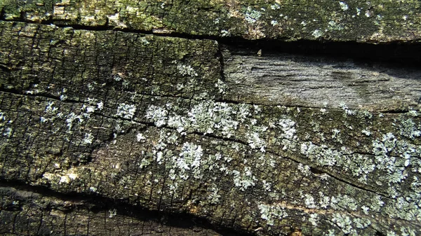Fundo Madeira Marrom Velho Textura Árvore Rachada — Fotografia de Stock