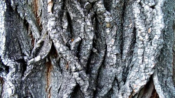 抽象的な茶色の切り株のテクスチャ 古い亀裂の木の背景 — ストック写真