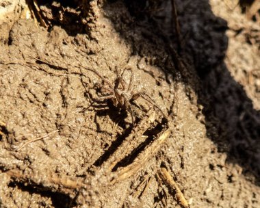 Büyük örümcek yere. Böcek duvar kağıdı