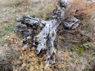 Büyük eski ağaç arka plan. Doku doğa. Ahşap duvar kağıdı düşmüş          