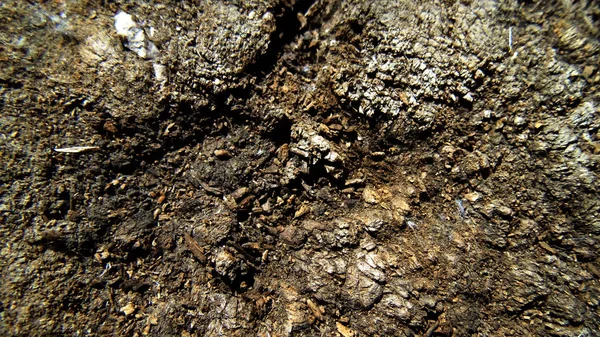 Textura Velha Coto Crack Fundos Natureza Textura Madeira Brown Árvore — Fotografia de Stock