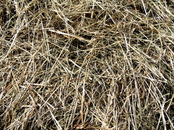 Abstract Nature Texture Hay Background Dry Grass Backgrounds — Stock Photo, Image