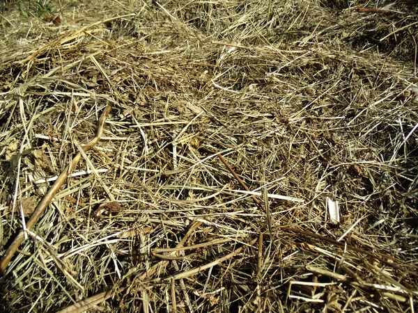 Doku doğa soyut. Arka plan saman. Kuru ot arka planlar