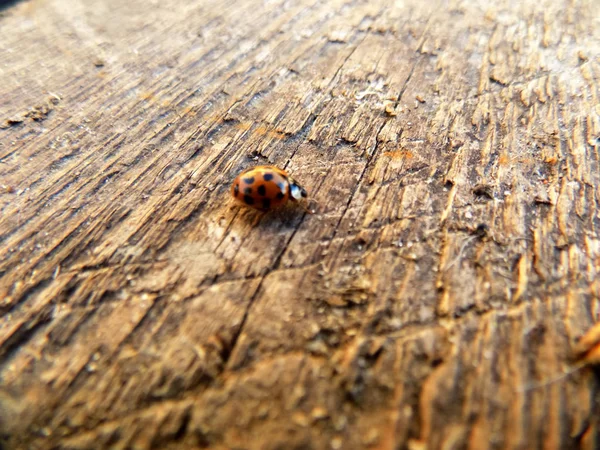 Beautiful Red Ladybug Old Crack Board Nature Texture Insect Background — Stock Photo, Image