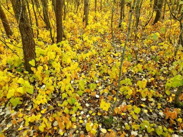 Krásná Podzimní Pozadí Žlutá Podzimní Příroda Textura Žluté Listí Lese — Stock fotografie