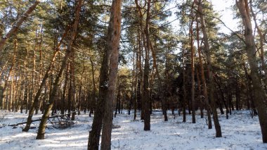 Kış duvar kağıdı. Soyut çam ormanı arka plan. Doku ormanda doğa. Güzel çam bush arka planlar