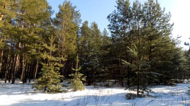 Güzel çam ormanı arka plan. Doğa duvar kağıdı. Ormanda manzara