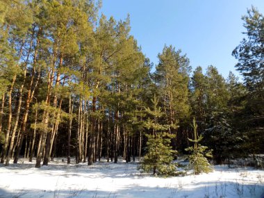 Güzel çam ormanı arka plan. Kış doku. Doğa arka plan. Çam ormanlar duvar kağıdı
