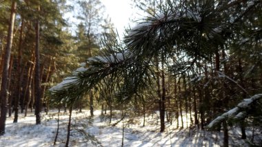 Kış manzarası. Çam ormanı arka plan. Çam dalı