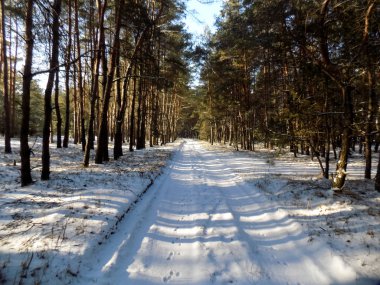 Soyut çam orman yolu. Güzel kış manzarası. Doğa arka plan