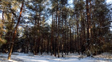 Soyut kış çam ormanı arka plan. Yeşil çam beyaz karda. Kış orman duvar kağıdı