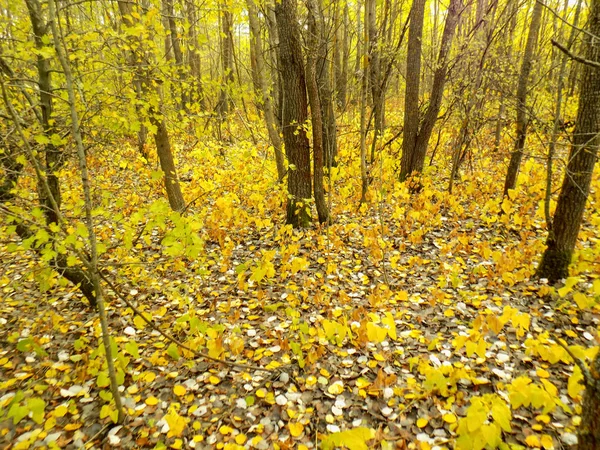 Krásná Podzimní Pozadí Žlutá Podzimní Příroda Textura Žluté Listí Lese — Stock fotografie