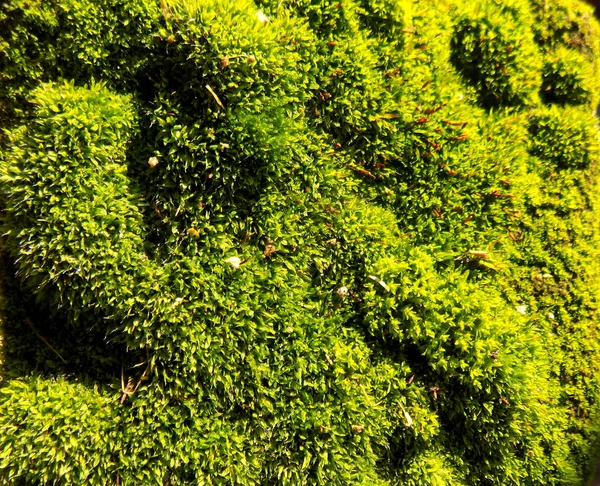 Mooie Groene Mos Textuur Achtergrond Van Natuur Moss Behang — Stockfoto