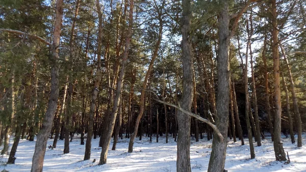 Όμορφο Πευκόφυτο Δάσος Φόντο Χειμώνας Φύση Ταπετσαρία Δασικό Τοπίο Ξύλα — Φωτογραφία Αρχείου