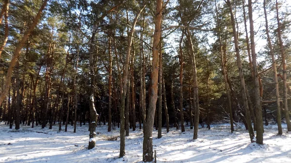 Фон Соснового Леса Зимние Обои Природы Лесной Пейзаж Фоны Вудса — стоковое фото