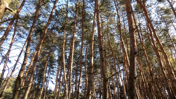 Χειμώνα Ταπετσαρία Αφηρημένη Πεύκα Δάσος Φόντο Δάση Φύση Υφή Πανέμορφο — Φωτογραφία Αρχείου