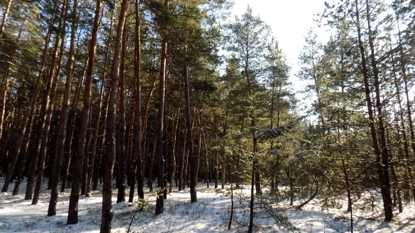 Όμορφο Πευκόφυτο Δάσος Φόντο Χειμώνα Υφή Φύση Φόντο Πεύκο Δάσος — Φωτογραφία Αρχείου